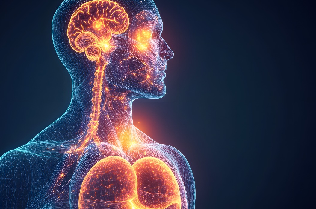 Detaillierte Illustration des Atmungs- und Nervensystems des menschlichen Körpers.